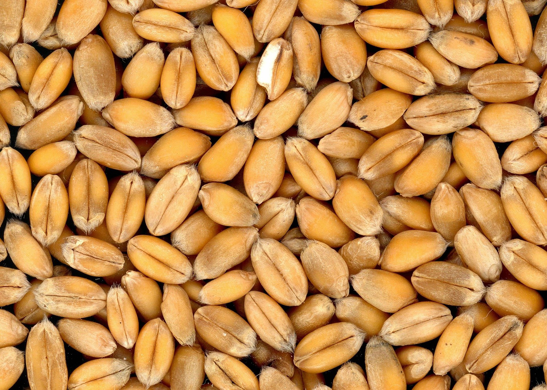 wheat-4509_1920 (c) Bild von Klaus Beyer auf Pixabay