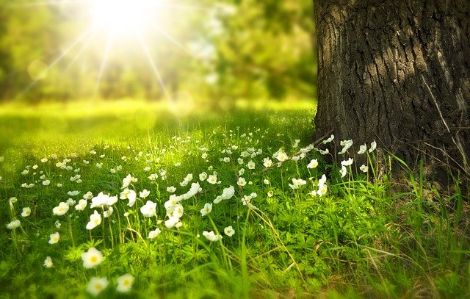 Baum (c) Bild von Larisa Koshkina auf Pixabay